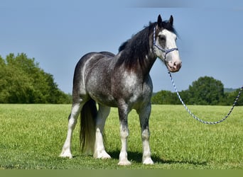 Clydesdale, Hongre, 5 Ans, 165 cm, Rouan Bleu