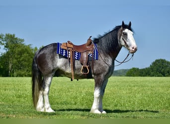 Clydesdale, Hongre, 5 Ans, 165 cm, Rouan Bleu