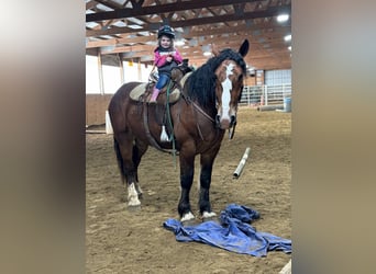 Clydesdale, Hongre, 5 Ans, 168 cm, Bai cerise