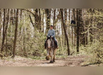 Clydesdale, Hongre, 5 Ans, 173 cm, Rouan Bleu
