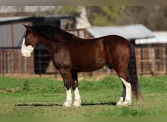Clydesdale, Hongre, 5 Ans, 60 cm, Bai