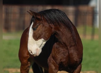 Clydesdale, Hongre, 5 Ans, 60 cm, Bai
