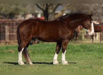 Clydesdale, Hongre, 5 Ans, 60 cm, Bai