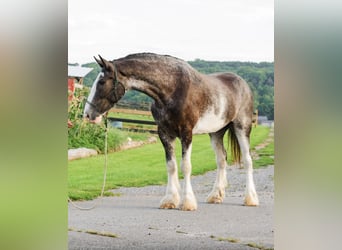 Clydesdale, Hongre, 5 Ans, Pinto