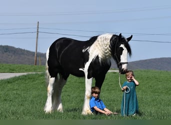 Clydesdale, Hongre, 5 Ans