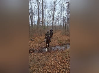 Clydesdale, Hongre, 8 Ans, 165 cm, Bai cerise