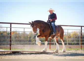 Clydesdale, Hongre, 9 Ans, 175 cm, Bai cerise