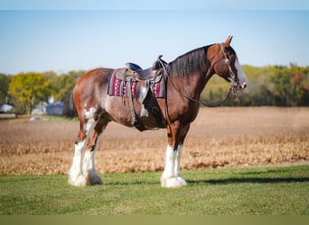 Clydesdale, Hongre, 9 Ans, 175 cm, Bai cerise