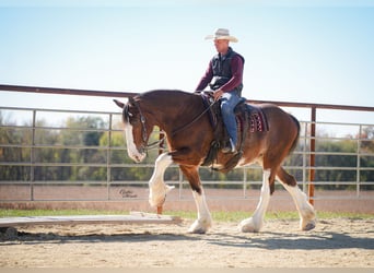 Clydesdale, Hongre, 9 Ans, 175 cm, Bai cerise