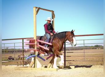 Clydesdale, Hongre, 9 Ans, 175 cm, Bai cerise