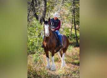 Clydesdale, Hongre, 9 Ans, 175 cm, Bai cerise