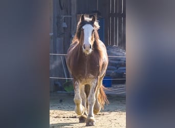 Clydesdale, Jument, 12 Ans, 170 cm, Bai