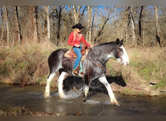 Clydesdale, Jument, 14 Ans, 173 cm, Noir