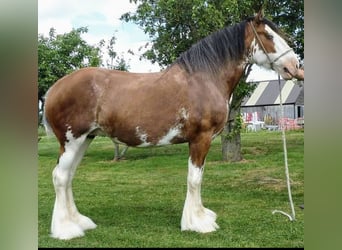 Clydesdale, Jument, 17 Ans, 180 cm, Bai cerise