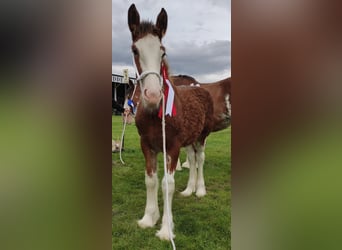 Clydesdale, Jument, 17 Ans, 180 cm, Bai cerise