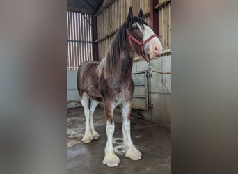 Clydesdale, Jument, 2 Ans, 185 cm, Roan-Bay