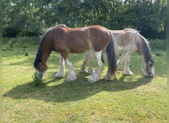 Clydesdale, Jument, 3 Ans, 160 cm, Rouan Rouge