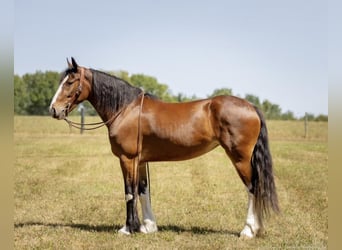 Clydesdale Croisé, Jument, 3 Ans, 163 cm, Bai cerise