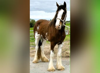 Clydesdale, Jument, 3 Ans