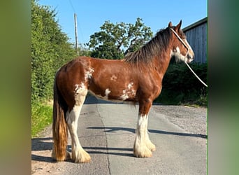 Clydesdale, Jument, 3 Ans