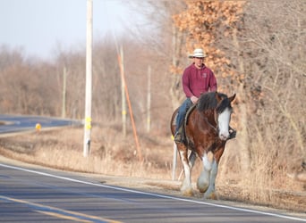 Clydesdale, Jument, 4 Ans, 180 cm, Bai cerise