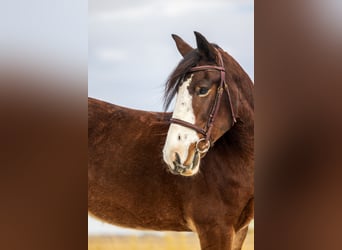 Clydesdale Croisé, Jument, 9 Ans, Bai cerise