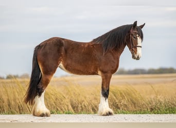 Clydesdale Croisé, Jument, 9 Ans, Bai cerise