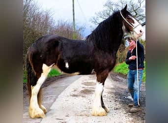 Clydesdale, Jument, 9 Ans