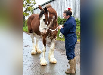 Clydesdale, Klacz, 11 lat