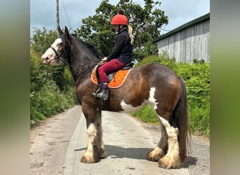 Clydesdale, Klacz, 11 lat