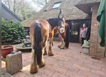 Clydesdale, Klacz, 14 lat, 179 cm, Ciemnogniada