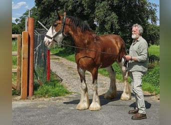 Clydesdale, Klacz, 14 lat, 179 cm, Ciemnogniada