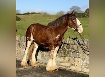 Clydesdale, Klacz, 3 lat, 166 cm, Gniadodereszowata