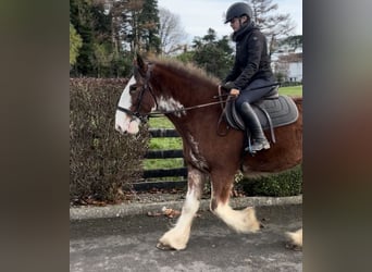 Clydesdale, Klacz, 3 lat, 166 cm, Gniadodereszowata