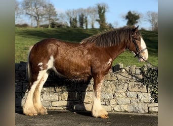 Clydesdale, Klacz, 3 lat, 166 cm, Gniadodereszowata