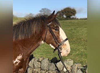 Clydesdale, Klacz, 3 lat, 166 cm, Gniadodereszowata