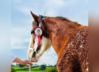 Clydesdale, Klacz, 3 lat