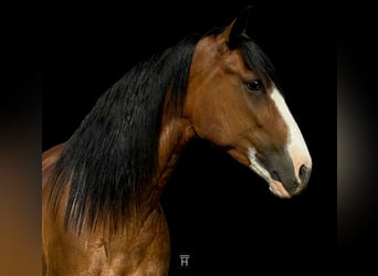 Clydesdale, Klacz, 4 lat, 152 cm, Gniada