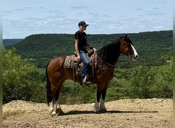 Clydesdale, Klacz, 4 lat, 152 cm, Gniada