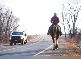 Clydesdale, Klacz, 4 lat, 180 cm, Gniada
