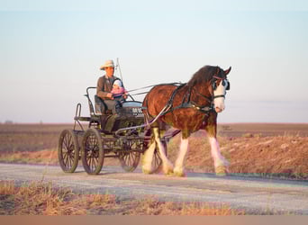 Clydesdale, Klacz, 4 lat, 180 cm, Gniada