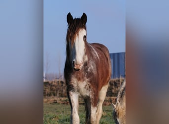 Clydesdale, Klacz, 6 lat, 175 cm, Gniada