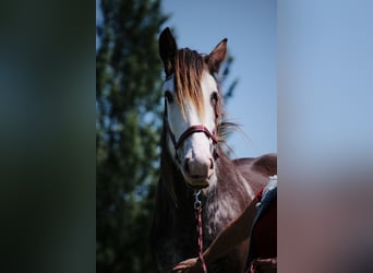 Clydesdale, Klacz, 6 lat, 175 cm, Gniada