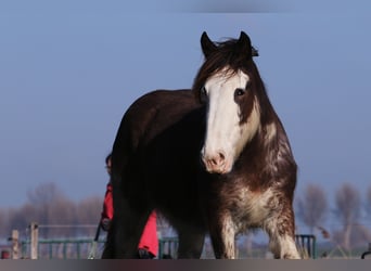 Clydesdale, Klacz, 6 lat, 175 cm, Gniada