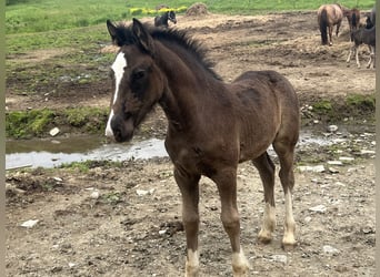 Clydesdale Mix, Klacz, , 163 cm, Kara