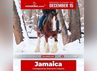 Clydesdale, Mare, 12 years, 17.3 hh, Bay