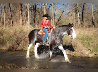 Clydesdale, Mare, 13 years, 17 hh, Black