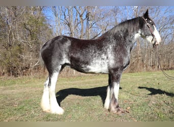 Clydesdale, Mare, 13 years, 17 hh, Black