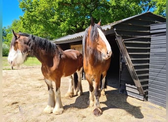 Clydesdale, Stute, 14 Jahre, 17,2 hh, Dunkelbrauner