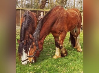 Clydesdale, Stute, 14 Jahre, 17,2 hh, Dunkelbrauner